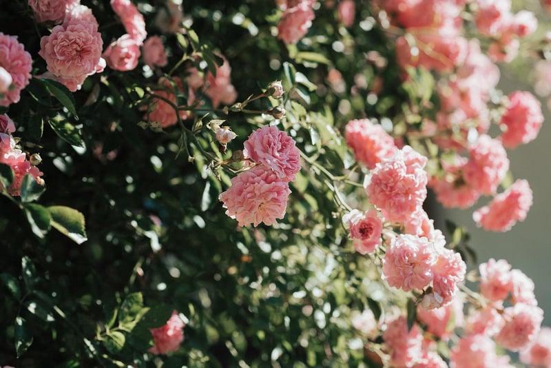 Garden Location